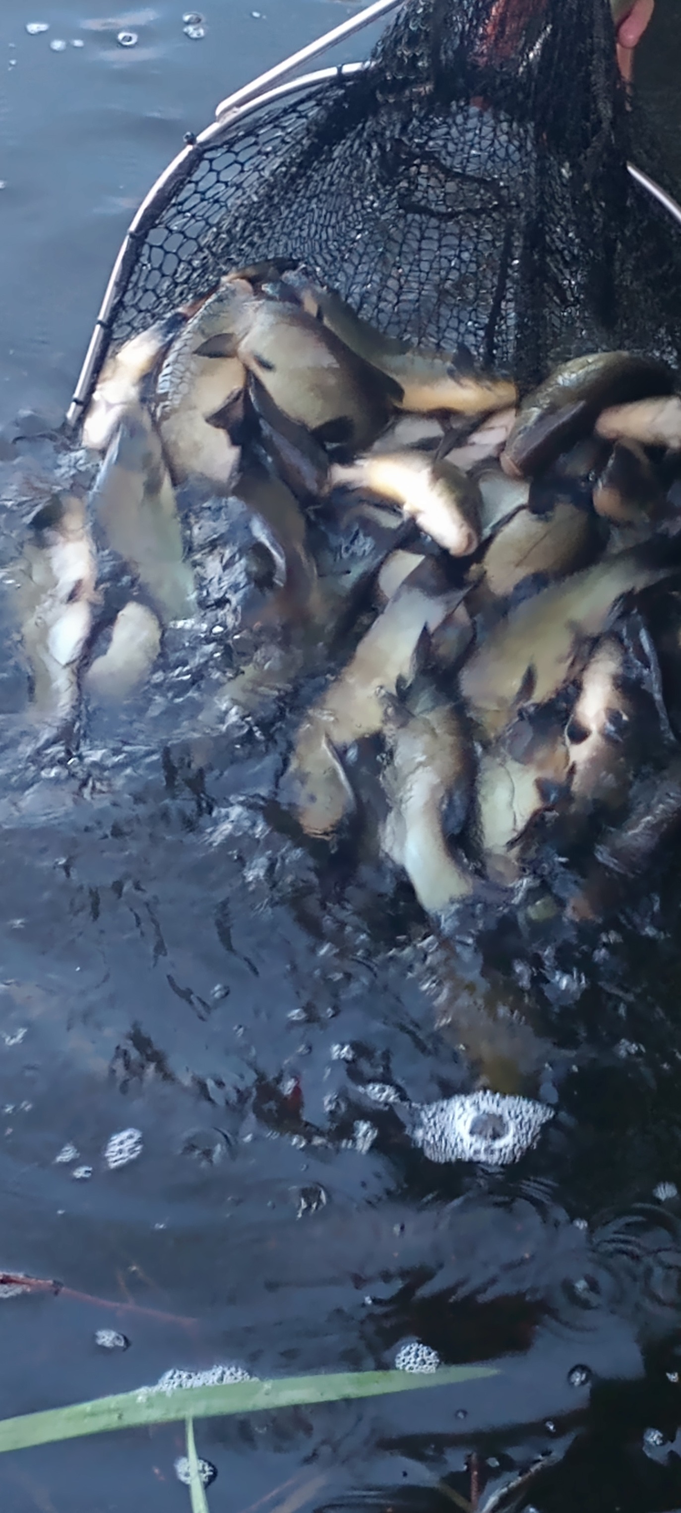 Restocking Brookhouse Restocking Brookhouse