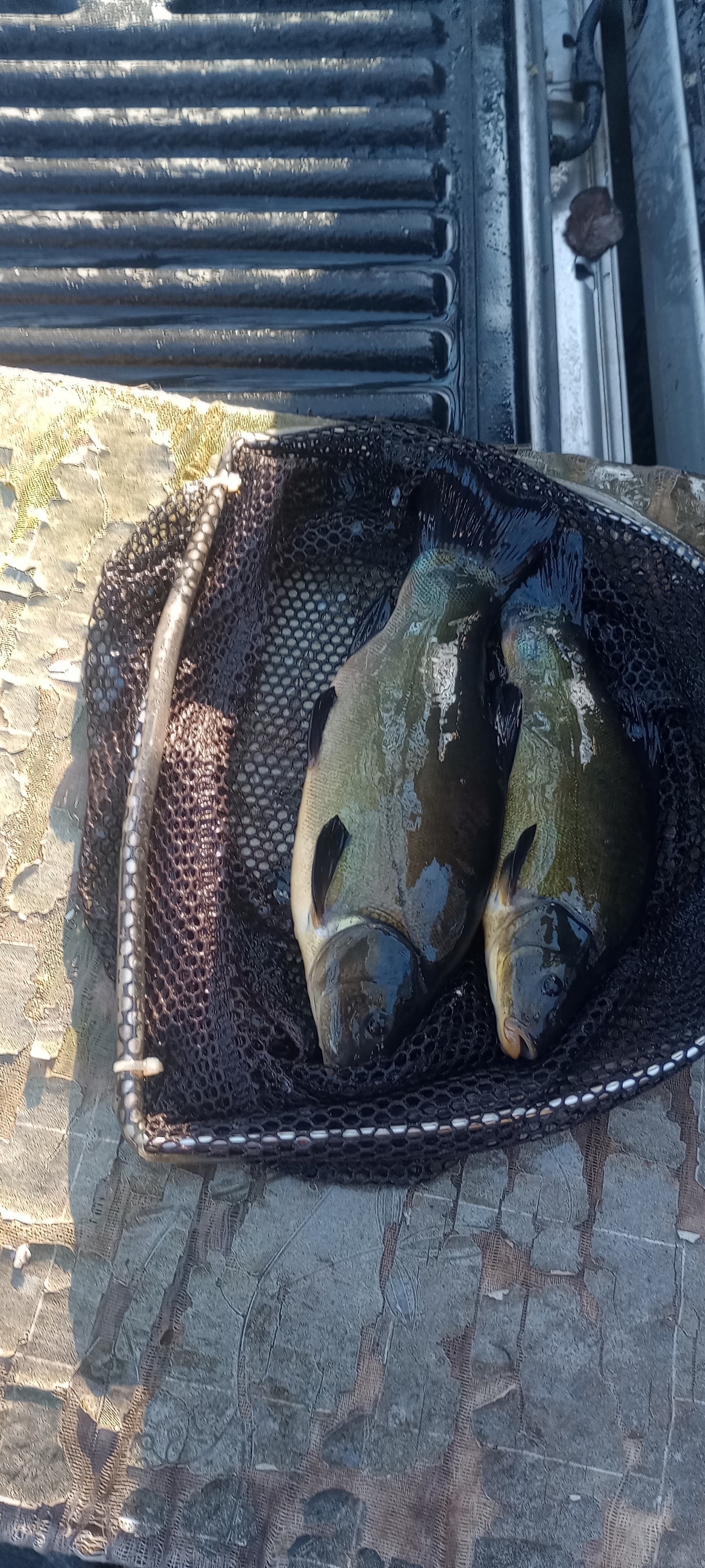 restocking Brookhouse restocking Brookhouse